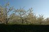 Niedersachsen-Obstbau-Altes-Land-120501-DSC_0514.JPG