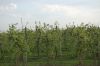 Niedersachsen-Obstbau-Altes-Land-120501-DSC_0551.JPG