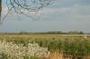 Niedersachsen-Obstbau-Altes-Land-120501-DSC_0555.JPG