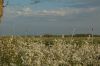 Niedersachsen-Obstbau-Altes-Land-120501-DSC_0557.JPG