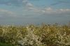 Niedersachsen-Obstbau-Altes-Land-120501-DSC_0558.JPG