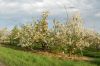 Niedersachsen-Obstbau-Altes-Land-120501-DSC_0560.JPG