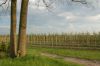 Niedersachsen-Obstbau-Altes-Land-120501-DSC_0567.JPG