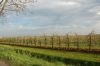 Niedersachsen-Obstbau-Altes-Land-120501-DSC_0573.JPG
