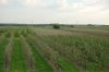 Niedersachsen-Obstbau-Altes-Land-120501-DSC_0595.JPG