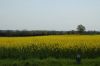 Niedersachsen-Rapsbluete-120501-DSC_0170.JPG