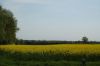 Niedersachsen-Rapsbluete-120501-DSC_0171.JPG