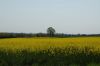 Niedersachsen-Rapsbluete-120501-DSC_0173.JPG