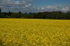 Niedersachsen-Rapsbluete-120509-DSC_0003.JPG