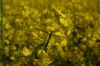 Niedersachsen-Rapsbluete-120509-DSC_0009.JPG