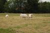 Niedersachsen-Seevetal-Charolais-110613-DSC_0812.JPG