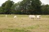 Niedersachsen-Seevetal-Charolais-110613-DSC_0813.JPG