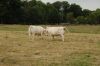 Niedersachsen-Seevetal-Charolais-110613-DSC_0814.JPG