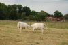 Niedersachsen-Seevetal-Charolais-110613-DSC_0815.JPG