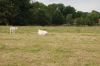 Niedersachsen-Seevetal-Charolais-110613-DSC_0818.JPG