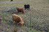 Niedersachsen-Seevetal-Highland Cattle-130407-DSC_0329.JPG