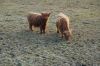 Niedersachsen-Seevetal-Highland Cattle-130407-DSC_0337_0339.JPG