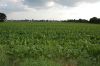 Zuckerruebenanbau-Niedersachsen-Seevetal-Wittenberg-130823-DSC_0023.JPG