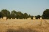 Niedersachsen-Strohernte-120816-DSC_0342.JPG