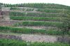 Sachsen-Weingut-Schloss-Wackerbarth-DSC_0403.JPG