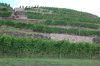 Sachsen-Weingut-Schloss-Wackerbarth-DSC_0413.JPG