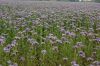 Sachsen-Zwischenfruchtanbau-Bienenfreund-110927-DSC_0428.JPG