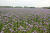 Sachsen-Zwischenfruchtanbau-Bienenfreund-110927-DSC_0429.JPG