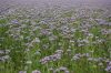 Sachsen-Zwischenfruchtanbau-Bienenfreund-110927-DSC_0437.JPG