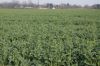 Rapsbluete-Niedersachsen-Hittfeld-2014-140331-DSC_0004.jpg