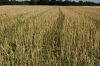 Rapsernte-Niedersachsen-Seevetal-Wittenberg-120814-DSC_0246.JPG