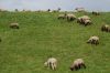 Schafe-Niedersachsen-130512-DSC_0045.JPG