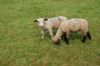 Schafe-Niedersachsen-130512-DSC_0051.JPG