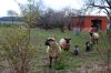 Schwarzkoepfiges-Fleischschaf-Mecklenburg-2015-150416-DSC_0273.jpg