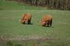 Rinder-Highland Cattle-Mecklenburg-2015-150418-DSC_0021.jpg