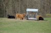 Rinder-Highland Cattle-Mecklenburg-2015-150418-DSC_0024.jpg