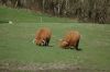 Rinder-Highland Cattle-Mecklenburg-2015-150418-DSC_0027.jpg