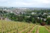 Weinanbau-Wiesbaden-Hessen-2016-160515-DSC_0038.jpg