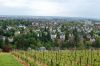 Weinanbau-Wiesbaden-Hessen-2016-160515-DSC_0040.jpg