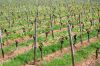 Weinanbau-Wiesbaden-Hessen-2016-160515-DSC_0048.jpg