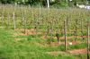 Weinanbau-Wiesbaden-Hessen-2016-160515-DSC_0051.jpg