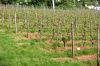 Weinanbau-Wiesbaden-Hessen-2016-160515-DSC_0051.jpg