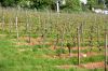 Weinanbau-Wiesbaden-Hessen-2016-160515-DSC_0052.jpg