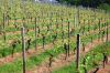 Weinanbau-Wiesbaden-Hessen-2016-160515-DSC_0054.jpg