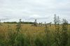 Nandus-in-Mecklenburg-Getreide-2016-160707-DSC_7164.jpg