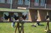 Hahn-Wettkraehen-Lindhorst-Seevetal-2017-170525-DSC_8112.jpg