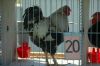 Hahn-Wettkraehen-Lindhorst-Seevetal-2017-170525-DSC_8118.jpg
