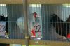 Hahn-Wettkraehen-Lindhorst-Seevetal-2017-170525-DSC_8132.jpg