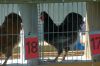 Hahn-Wettkraehen-Lindhorst-Seevetal-2017-170525-DSC_8166.jpg