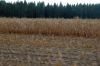 Duerreschaden-Mais-Brandenburg-2018-180818-DSC_7807.jpg