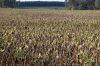 Duerreschaden-Sonnenblumen-Brandenburg-2018-180818-DSC_7863.jpg